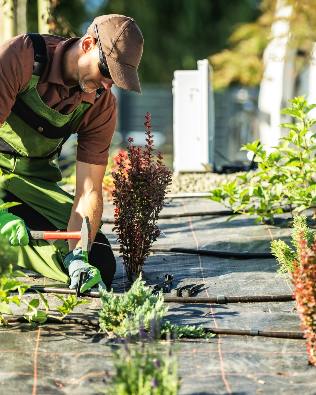 Landscaper installing drip irrigation with ground cover